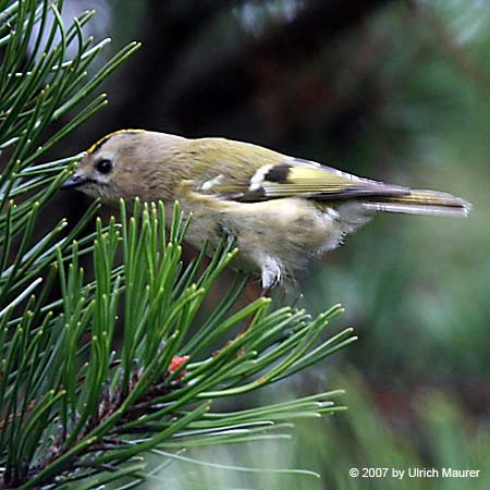 Wintergoldhähnchen